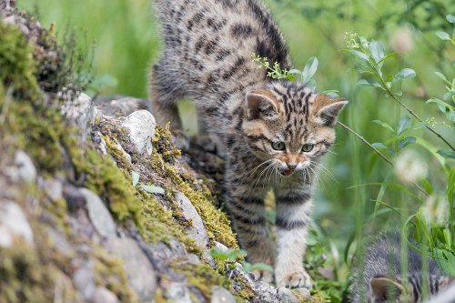 Image brown tabby cat on gray rock during daytime