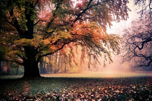 Image green grass field with trees during sunrise