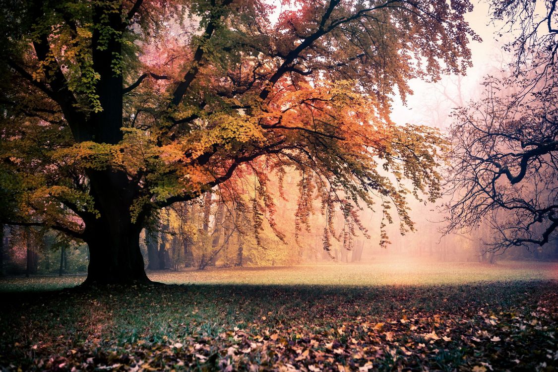 green grass field with trees during sunrise