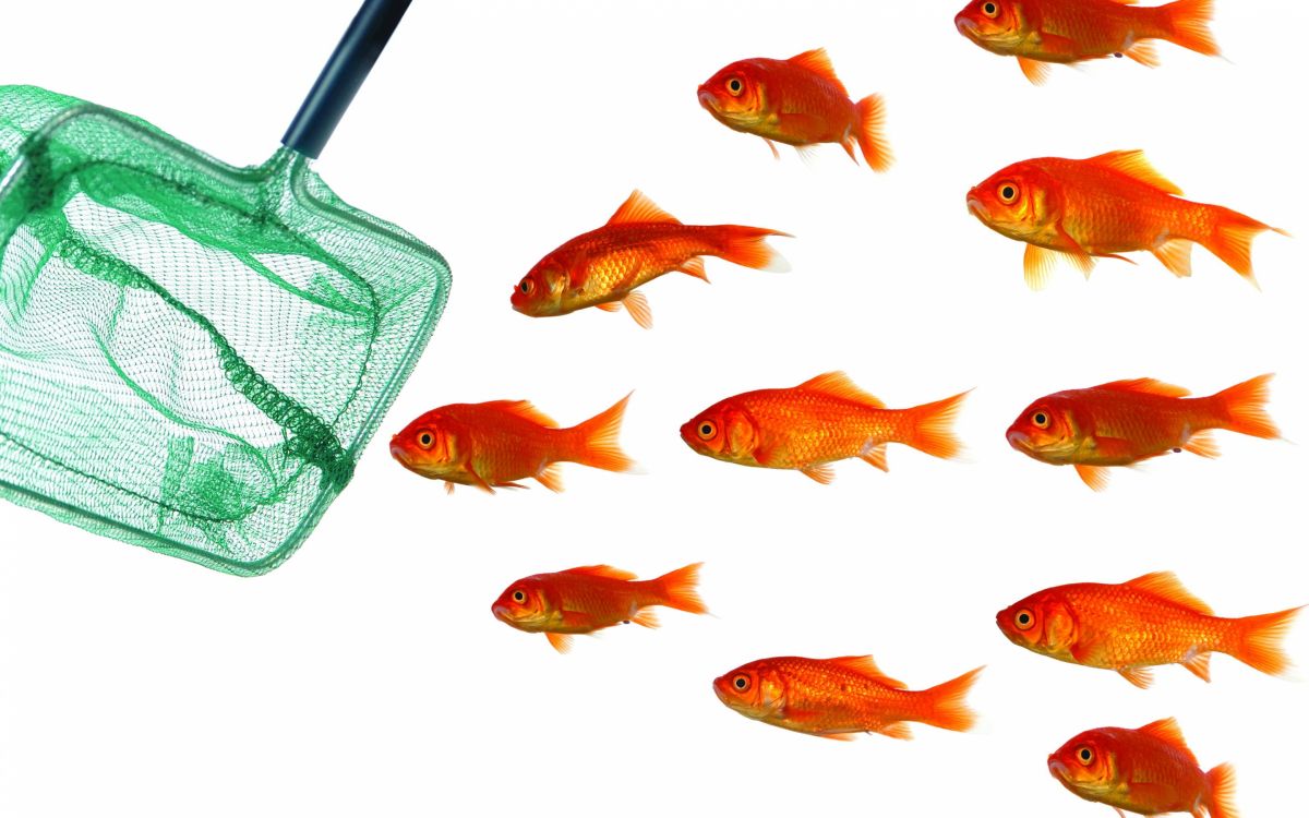 Orange Fische im Grünen Netz. Wallpaper in 2880x1800 Resolution