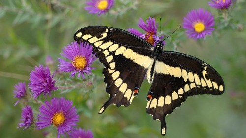 Image black and white butterfly on purple flower