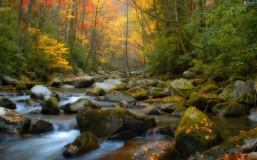 Image brown and green trees beside river during daytime