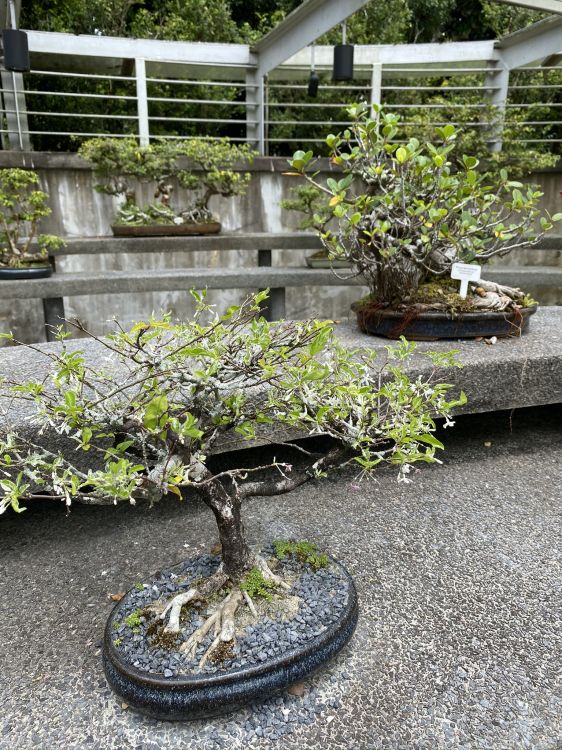 Prune Douce Chinoise, Bonsaï, Flowerpot, Arbuste, Garden. Wallpaper in 1536x2048 Resolution