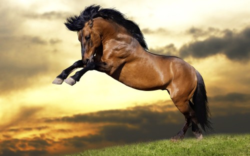 Image brown horse on green grass field during daytime