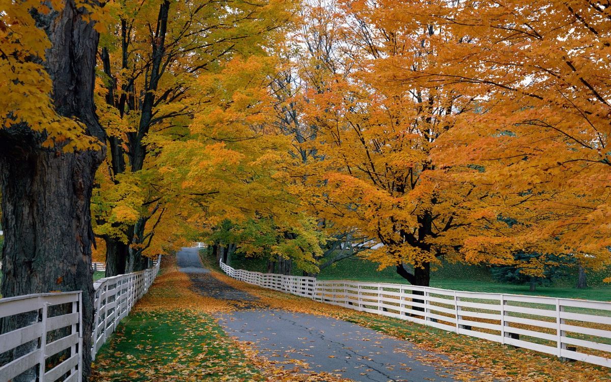 Arbres Bruns à Côté de la Route en Béton Gris. Wallpaper in 2560x1600 Resolution