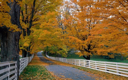 Image brown trees beside gray concrete road