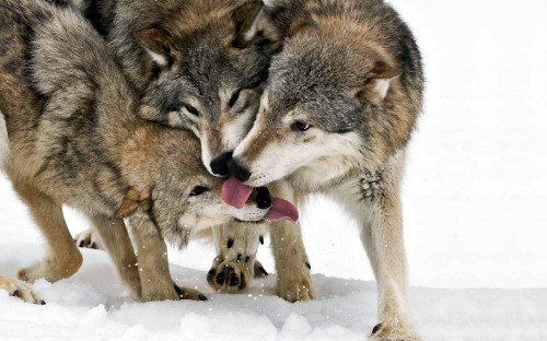 Image brown and white wolf on snow covered ground during daytime