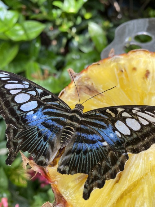 Image insect, Butterflies, monarch butterfly, arthropod, invertebrate