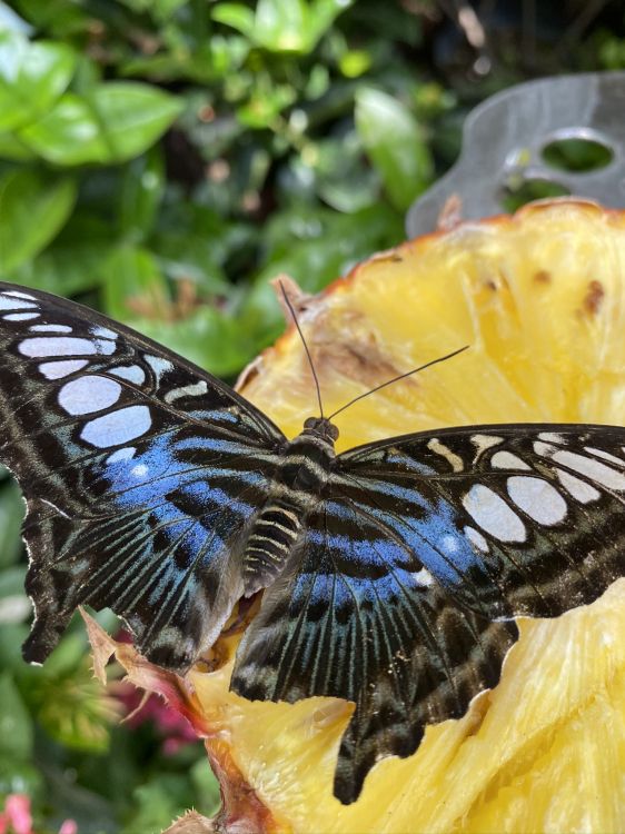 insect, Butterflies, monarch butterfly, arthropod, invertebrate