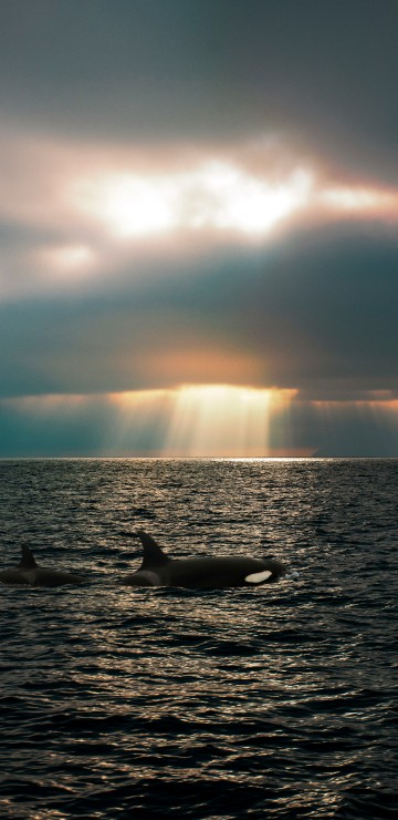 Image sea, salish sea, killer whale, whale, puget sound
