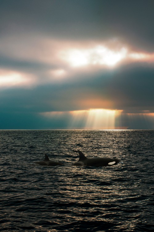 Image sea, salish sea, killer whale, whale, puget sound
