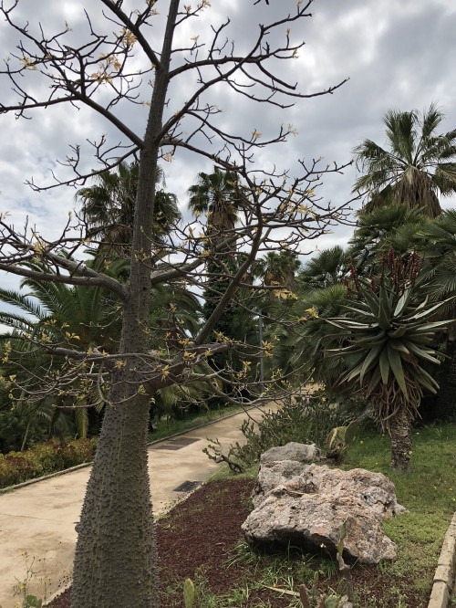 Image vegetation, palm trees, biology, science, branch