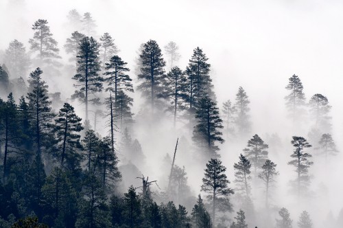 Image trees mist, tree, pine, plant, natural landscape