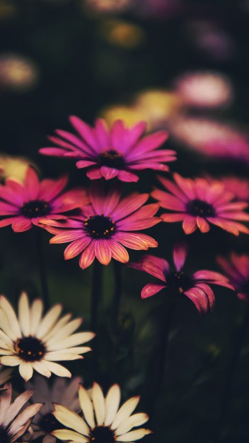 Daisy Wallpapers  Top 30 Best Daisy Wallpapers Download