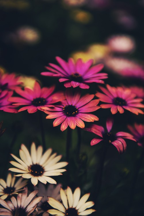 Image flower, common daisy, plant, botany, petal