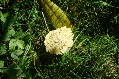 Image flora, Mushroom, flower, plant, terrestrial plant