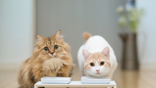 Image orange tabby cat on white book