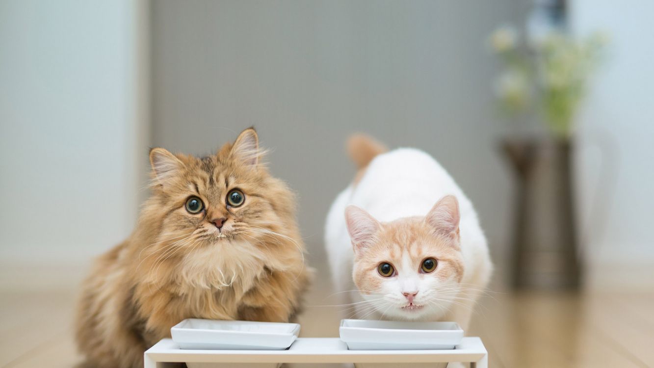 orange tabby cat on white book