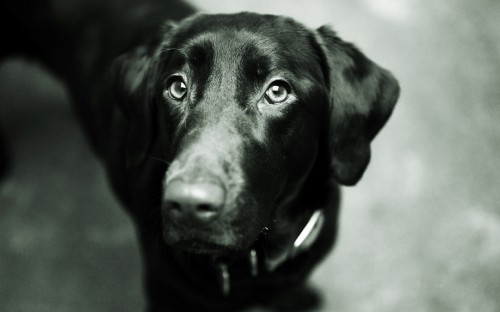 Image black labrador retriever in grayscale photography