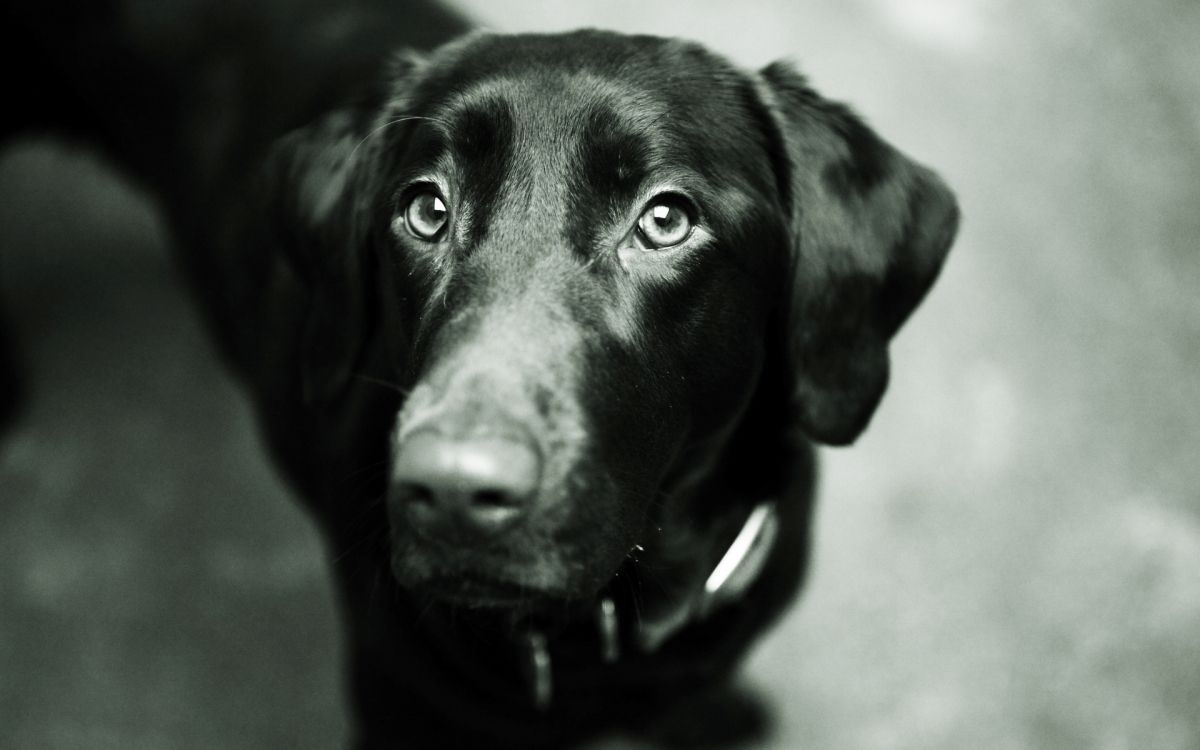 Labrador Retriever Noir Dans la Photographie en Niveaux de Gris. Wallpaper in 1920x1200 Resolution