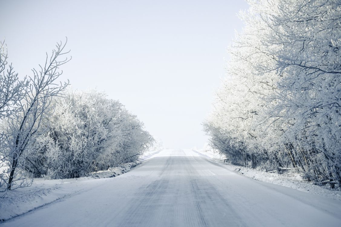 blizzard, frost, highway, winter, branch