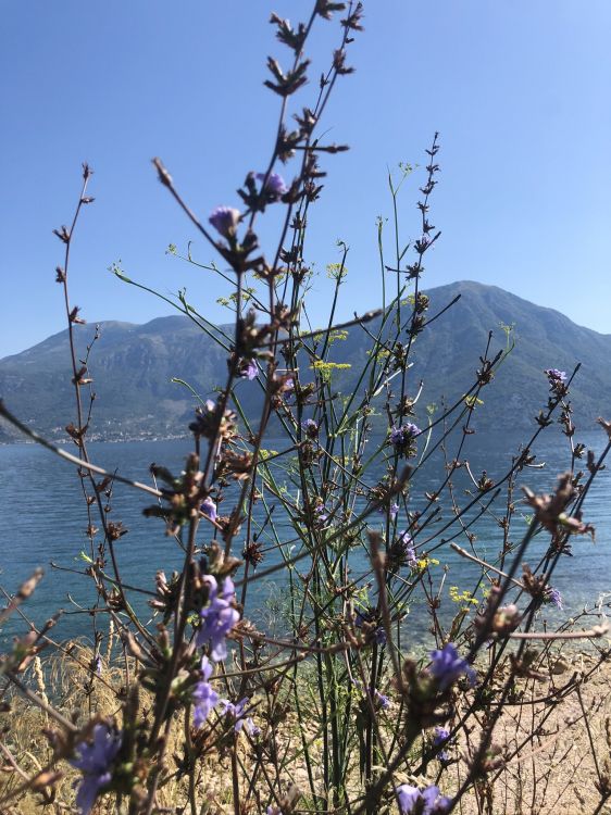 Flora, Physik, Wissenschaft, Biologie, Bergkette. Wallpaper in 1536x2048 Resolution