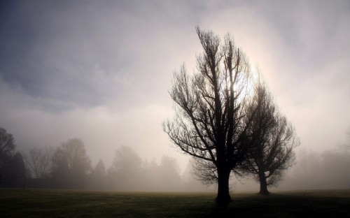 Image leafless tree on foggy weather