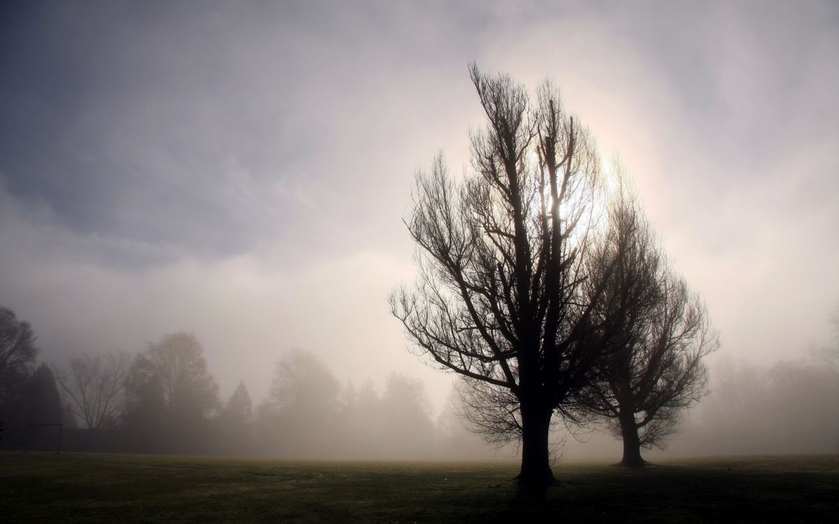 leafless tree on foggy weather