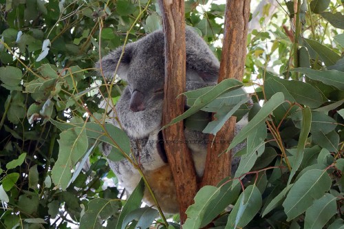 Image koala bear on brown tree branch during daytime