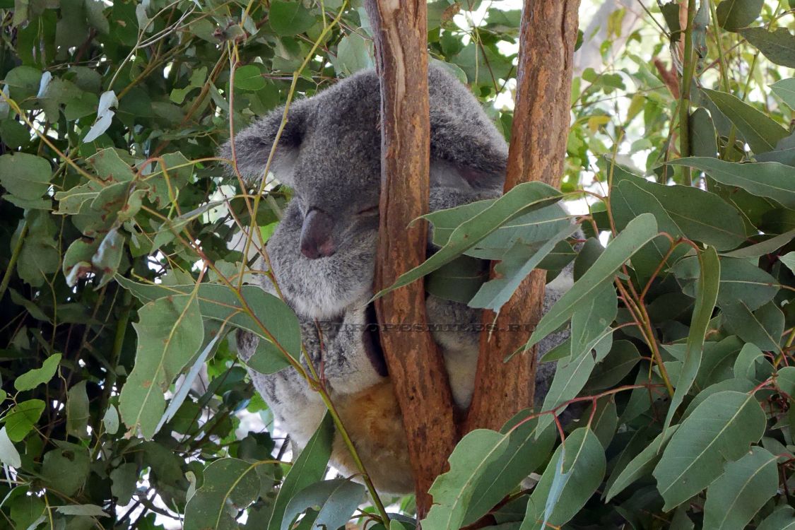 Koala Sur Une Branche D'arbre Brun Pendant la Journée. Wallpaper in 2849x1898 Resolution