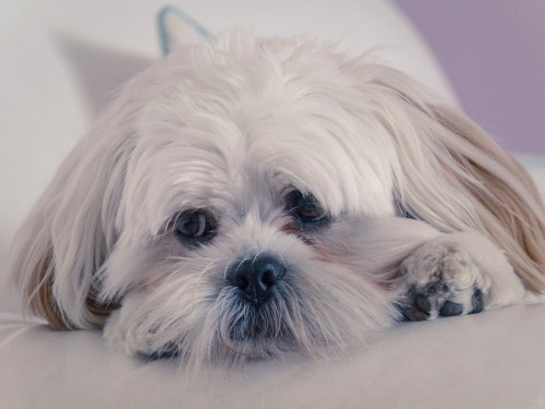 Image white and brown shih tzu puppy