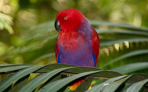 Image red blue and green bird on green leaf plant