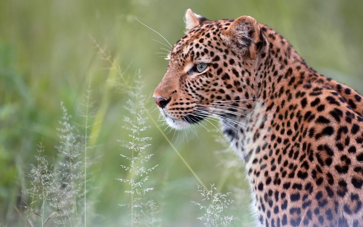 brown and black leopard on green grass during daytime