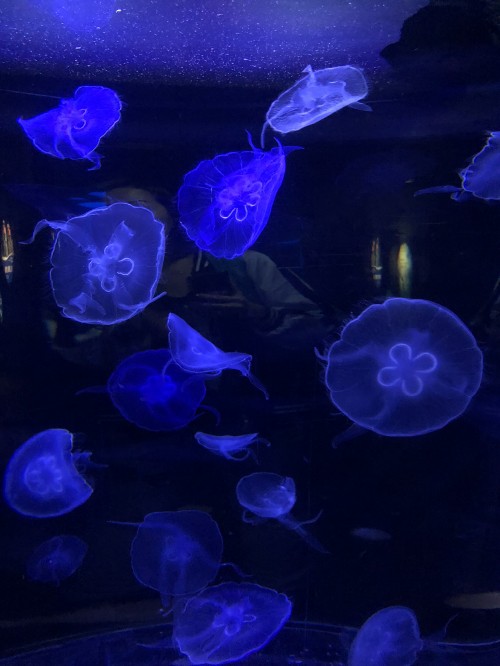 Image jellyfish, marine biology, marine invertebrates, blue, majorelle blue