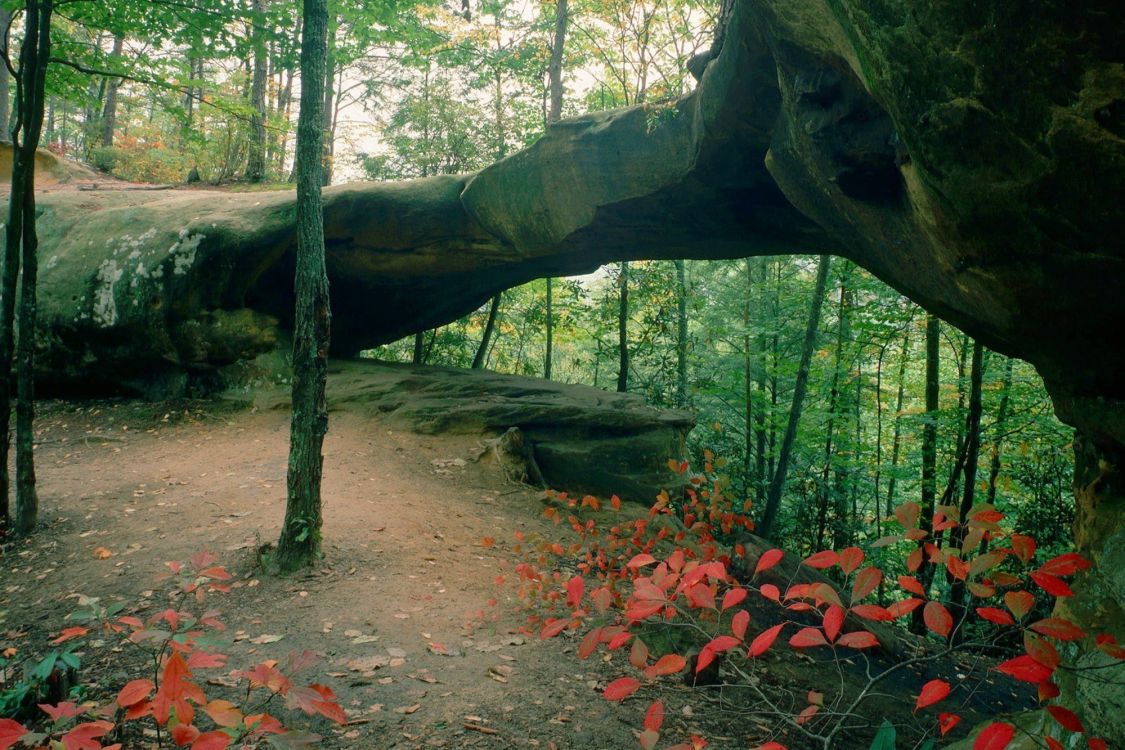 brown tree trunk on brown dirt ground