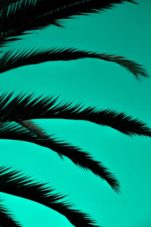 Palmera Verde Bajo un Cielo Azul. Wallpaper in 4000x6000 Resolution