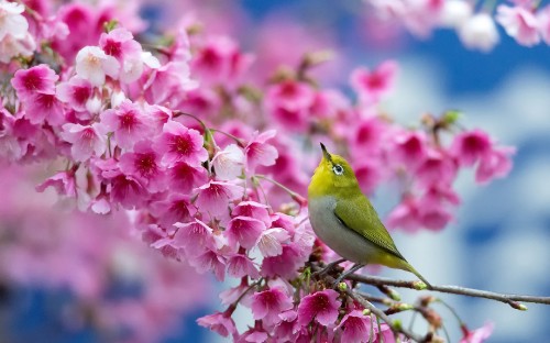 Image green bird on pink flower