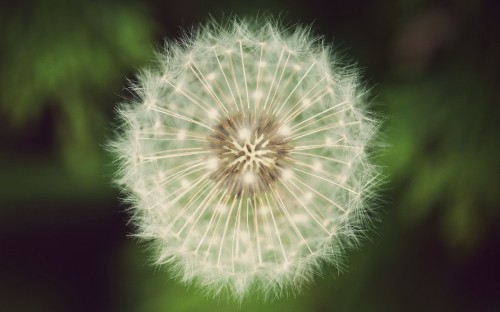 Image white dandelion in close up photography