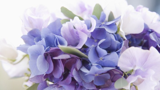 Image purple and white flower in macro lens