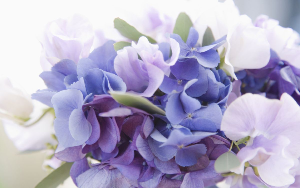 显花植物, 淡紫色的, 紫色的, 紫罗兰色, Hydrangeaceae 壁纸 3840x2400 允许