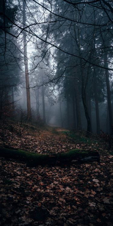 Wald, Laubwald, Baum, Brown, Atmosphäre. Wallpaper in 2000x4000 Resolution