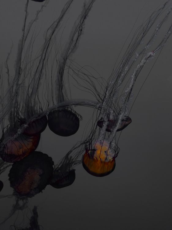 Black and Orange Jellyfish Illustration. Wallpaper in 3024x4032 Resolution