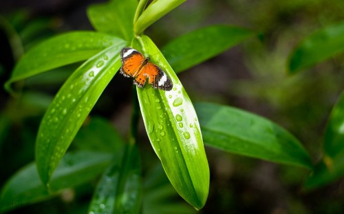 Image black and yellow bee on green leaf