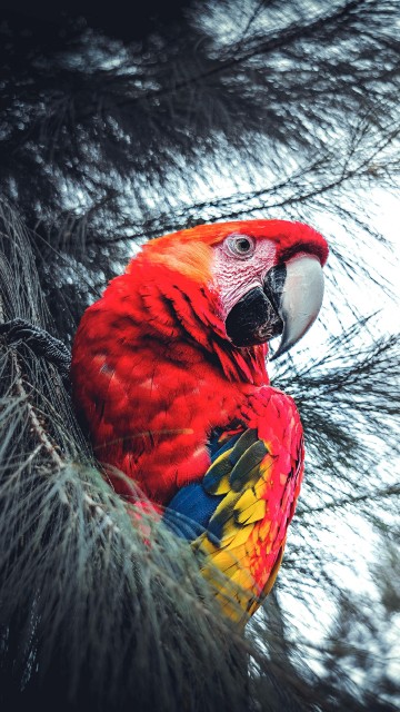 Image red yellow and blue parrot on black nest