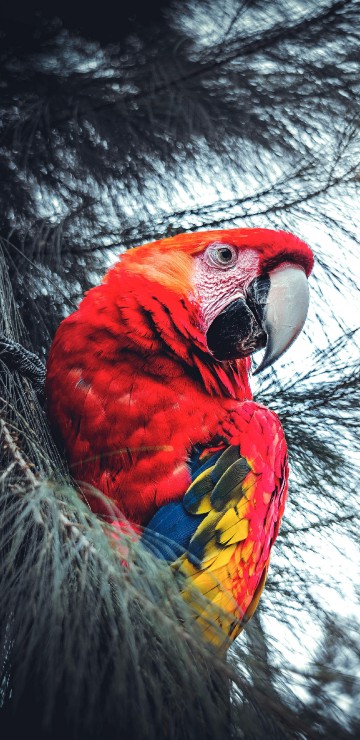 Image red yellow and blue parrot on black nest