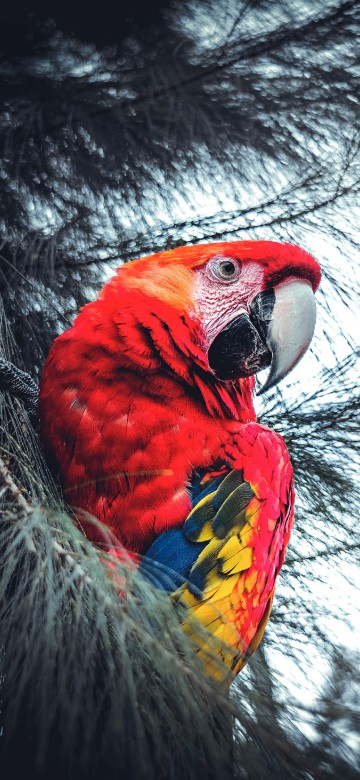 Image red yellow and blue parrot on black nest