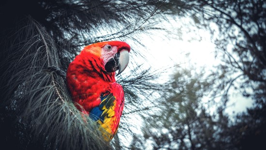 Image red yellow and blue parrot on black nest