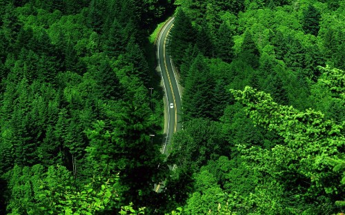 Image aerial view of road in the middle of green trees