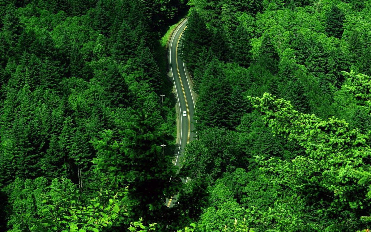 Vue Aérienne de la Route au Milieu Des Arbres Verts. Wallpaper in 2560x1600 Resolution