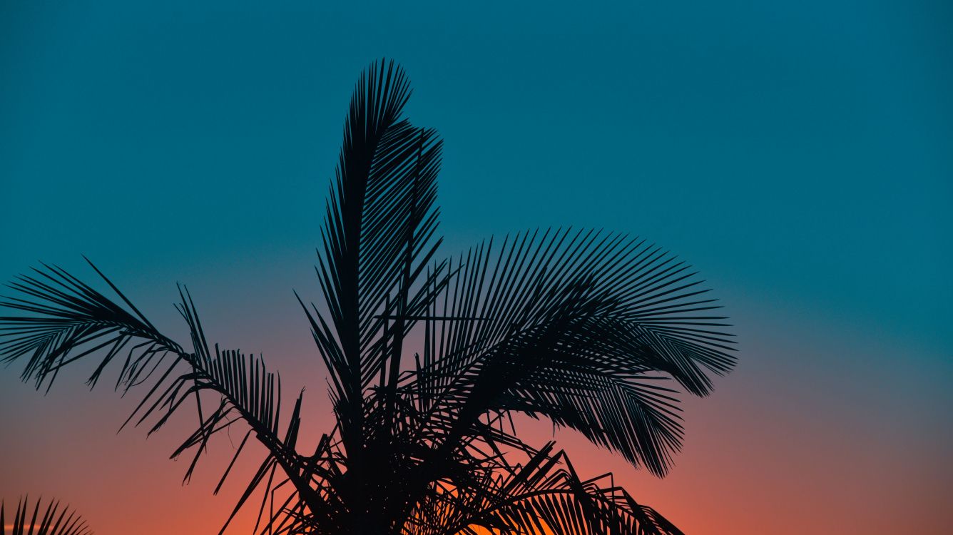 木本植物, 天空, Arecales, Youtube上的, 工厂 壁纸 3840x2155 允许